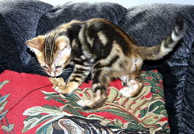 Trim_12_1 2004-09-14